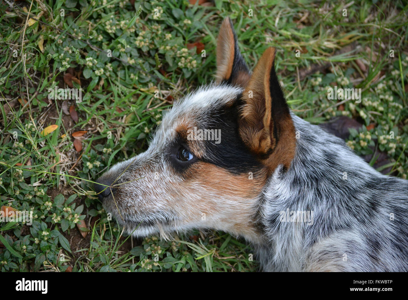 Dog side view hi-res stock photography and images - Alamy