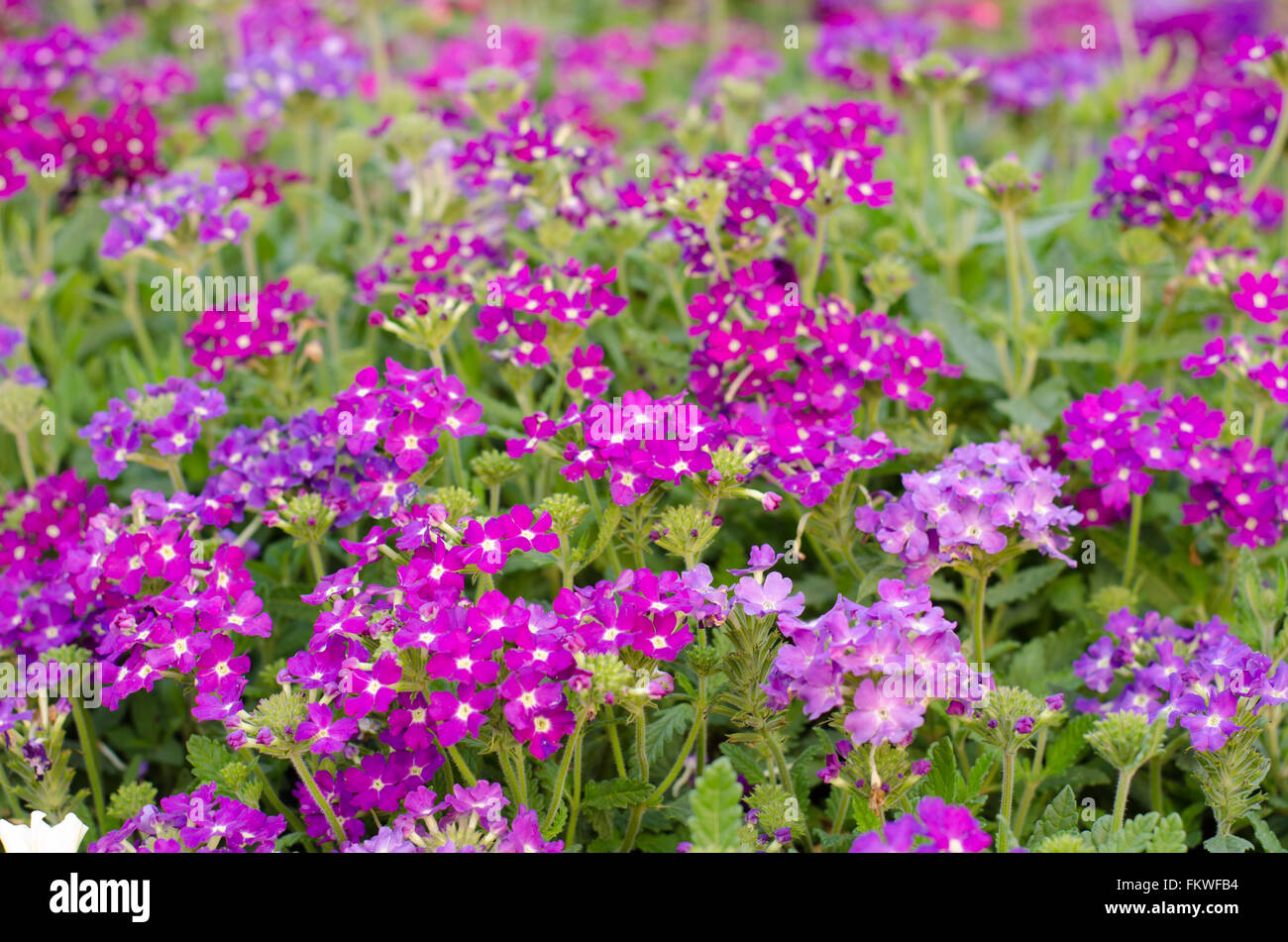 verbena (verbenas or vervains ) blooming in garden Stock Photo Alamy