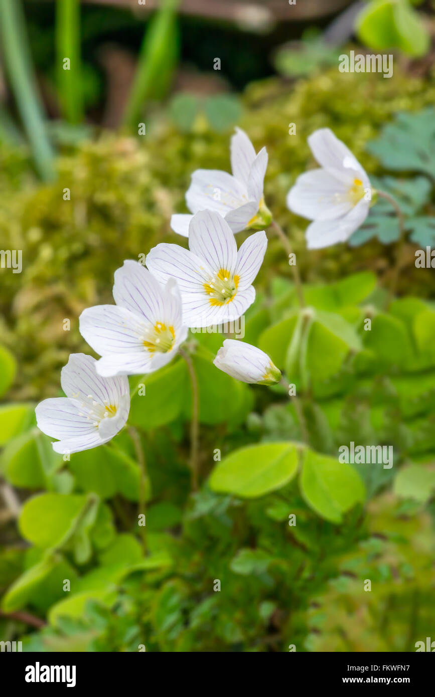 Wild Wood Sorrel Oxalis Acetosella Flowers In Springtime In The Brecon Beacons National Park Wales April Stock Photo Alamy Wild Wood Sorrel Oxalis Acetosella Flowers In Springtime In The Brecon Beacons National Park Wales April Stock Photo Alamy