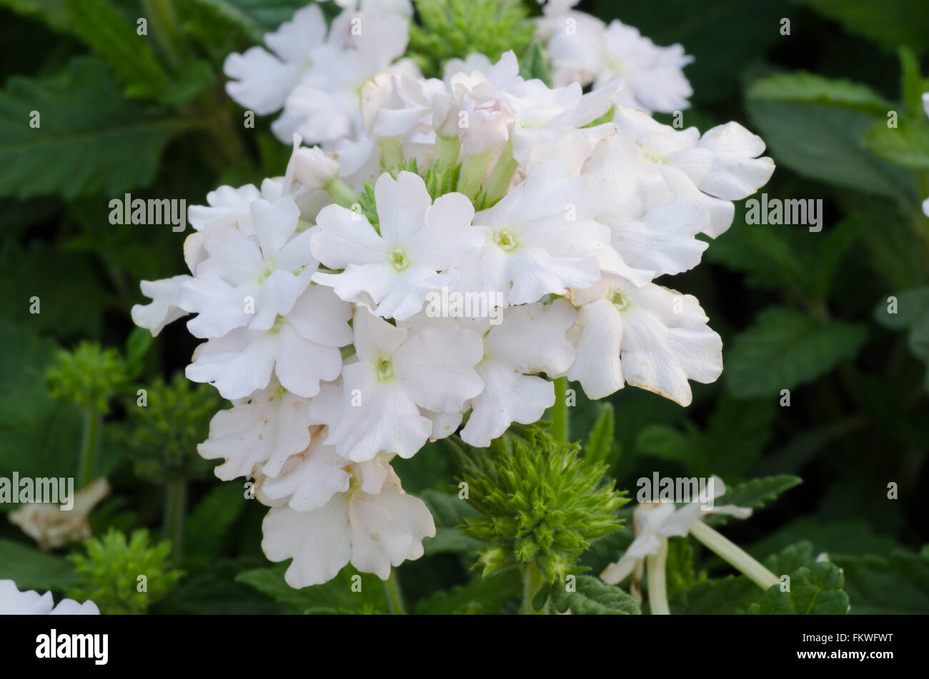 Verbena (verbenas or vervains ) blooming in garden Stock Photo Alamy