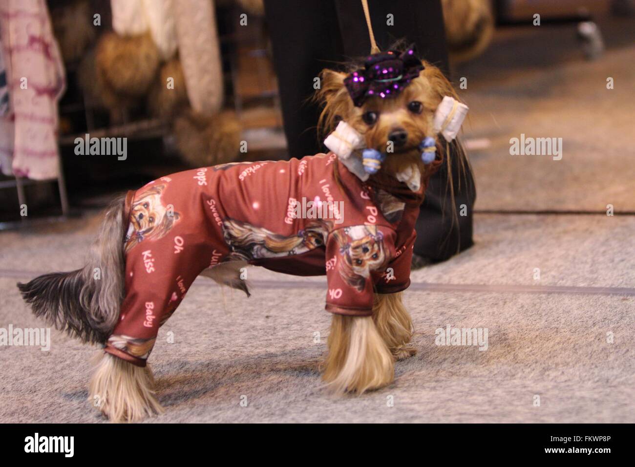 Birmingham, UK. 10th March, 2016. A Yorkshire Terrier dressed for success at Crufts. Credit: Jon Freeman/Alamy Live News Stock Photo