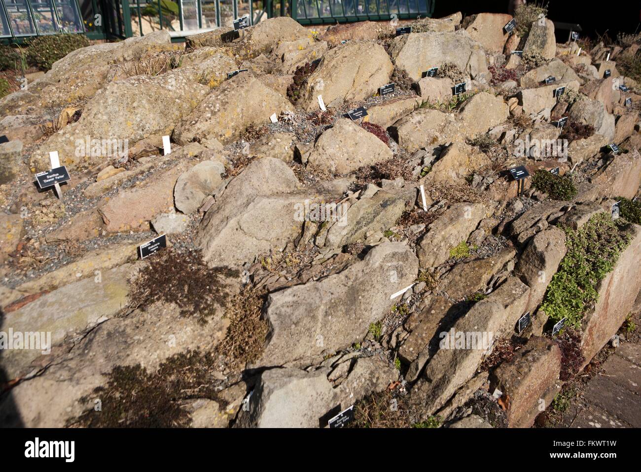 Planted between rocks, alpine plants at the Royal Horticultural Society gardens at Wisley Stock Photo