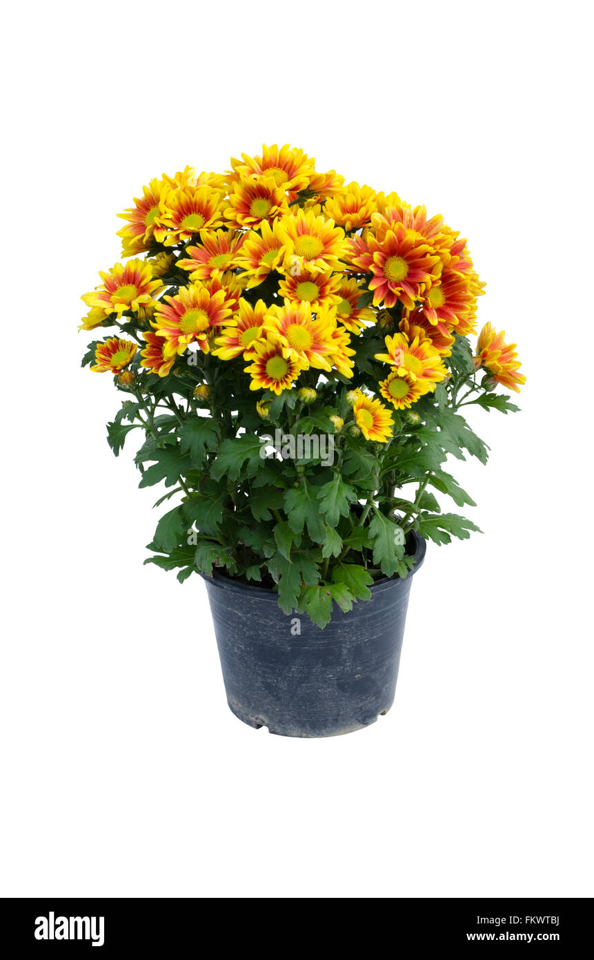 Chrysanthemum plants Cut Out Stock Images & Pictures Alamy