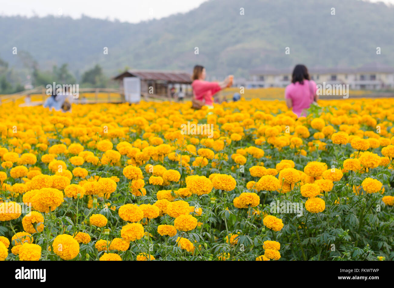 Marigold field in loei province, Thailand Stock Photo