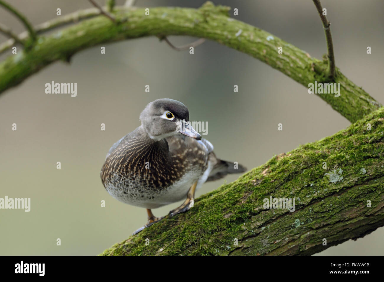 Wood Duck / Brautente ( Aix sponsa ), pretty female; in breeding dress, perched on a tree, looks around attentive. Stock Photo