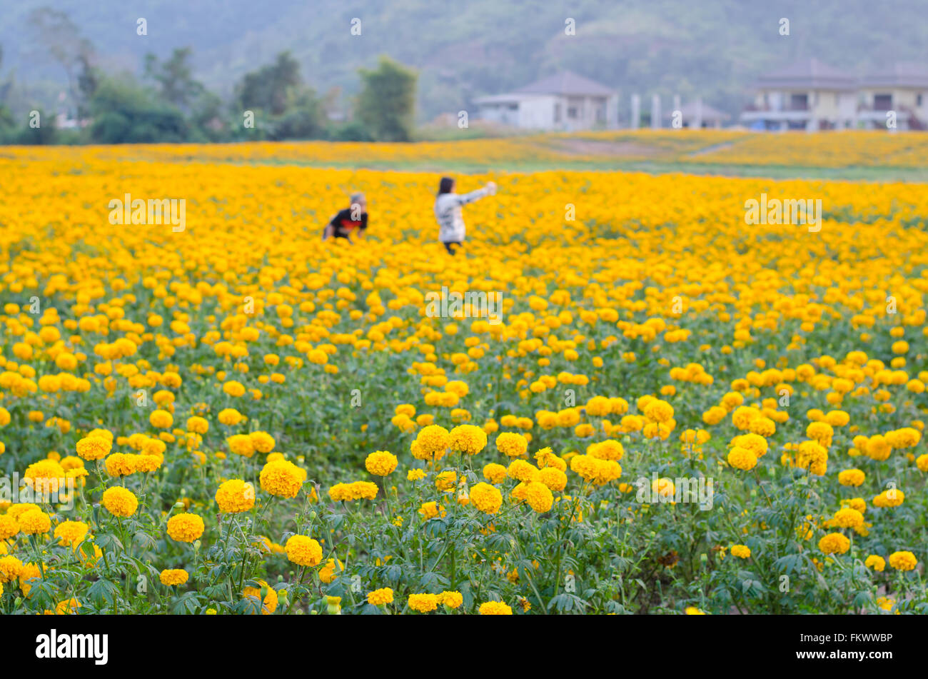 Marigold field in loei province, Thailand Stock Photo