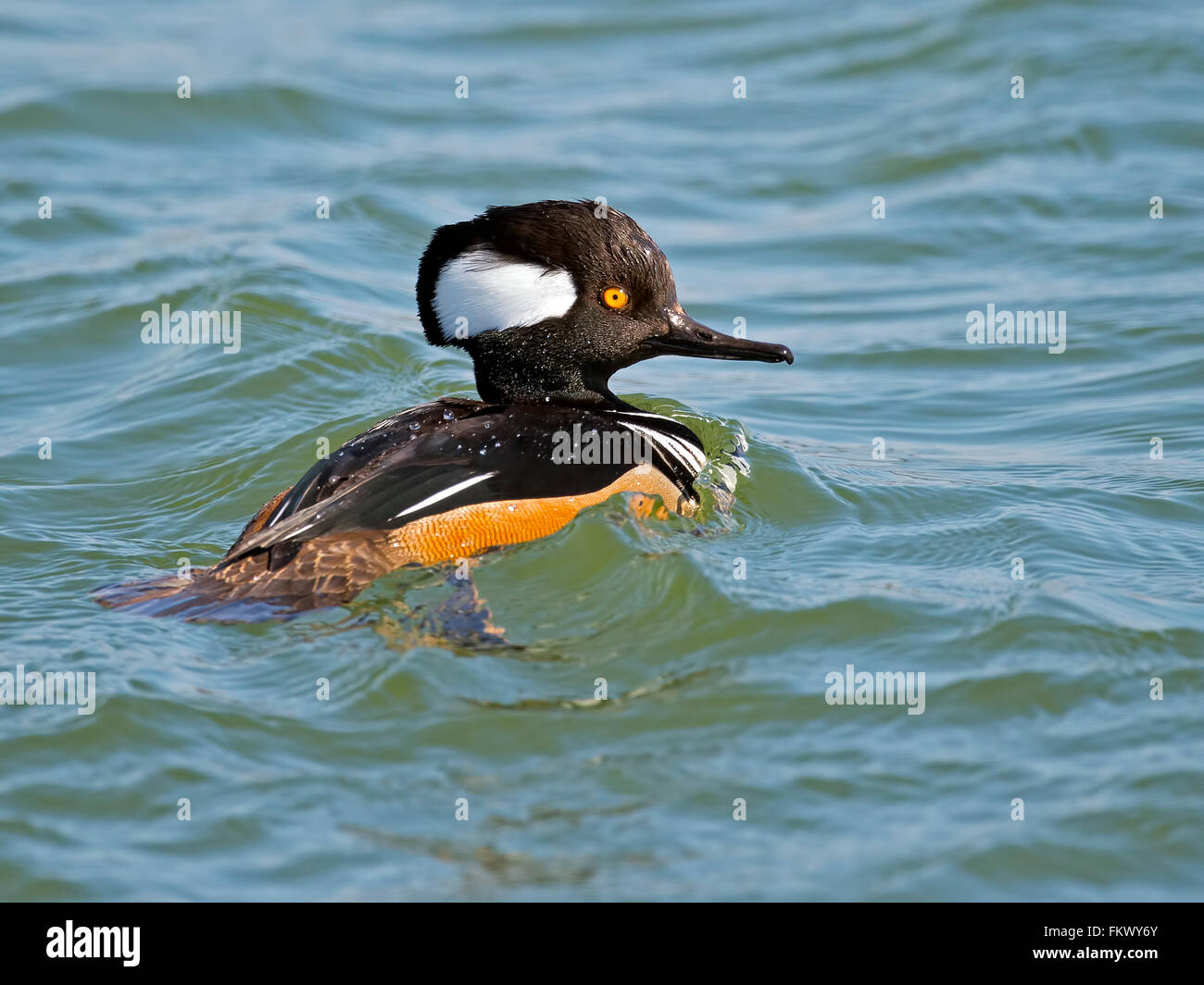 Male Hooded Merganser Duck Stock Photo Alamy