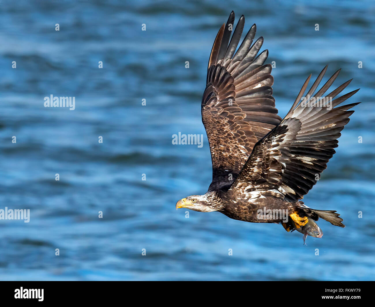Juvenile Bald Eagle in Flight with Fish Stock Photo