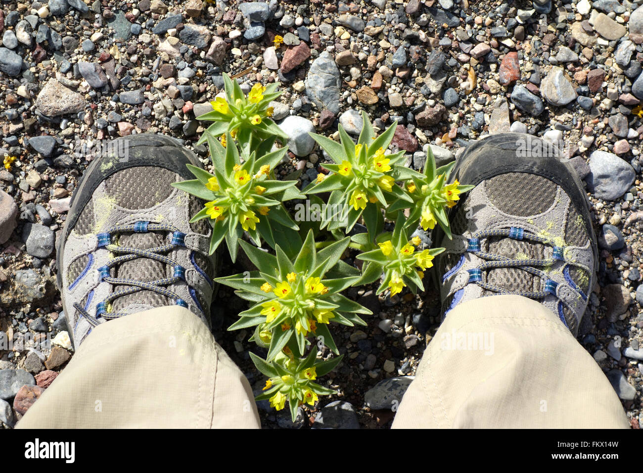 Hiking boots with yellow pollen beside a Golden Desert Snapdragon (Mohavea Breviflora) in Death Valley during Super Bloom 2016. Stock Photo