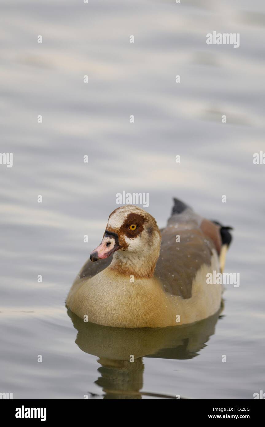 Egyptian Goose - Nil Goose (Alopochen aegyptiacus - Alopochen aegyptiaca) invasive species swimming in winter Stock Photo