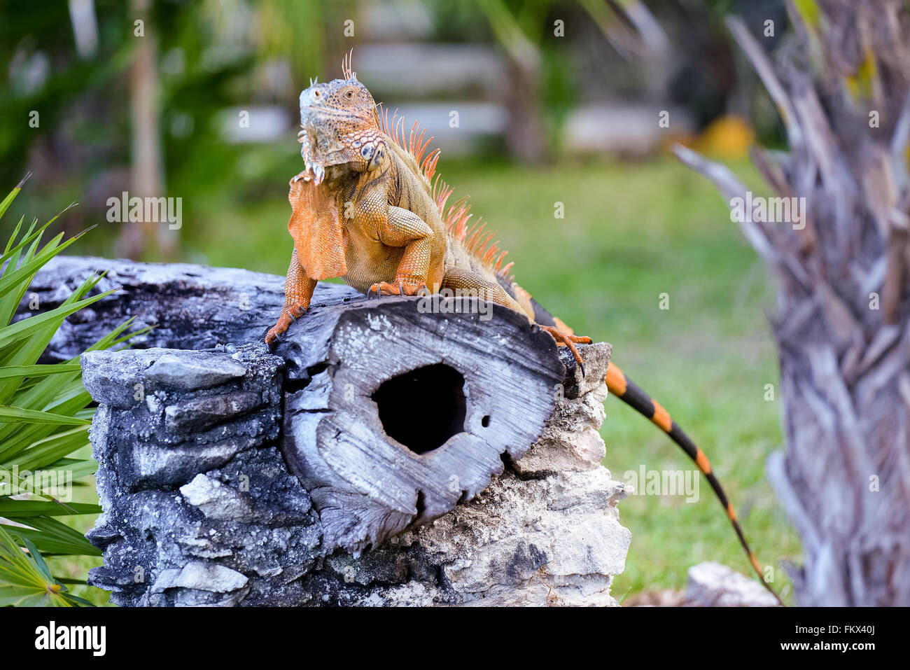 Mexico Iguana perched on a tree trunk Stock Photo