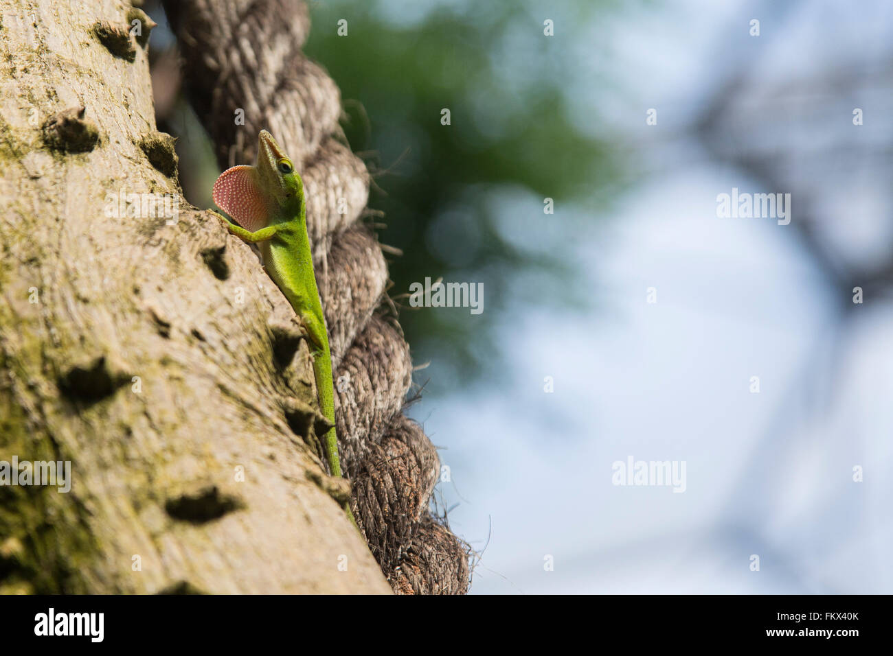 A Green Anole lizard at the Eden Project Stock Photo