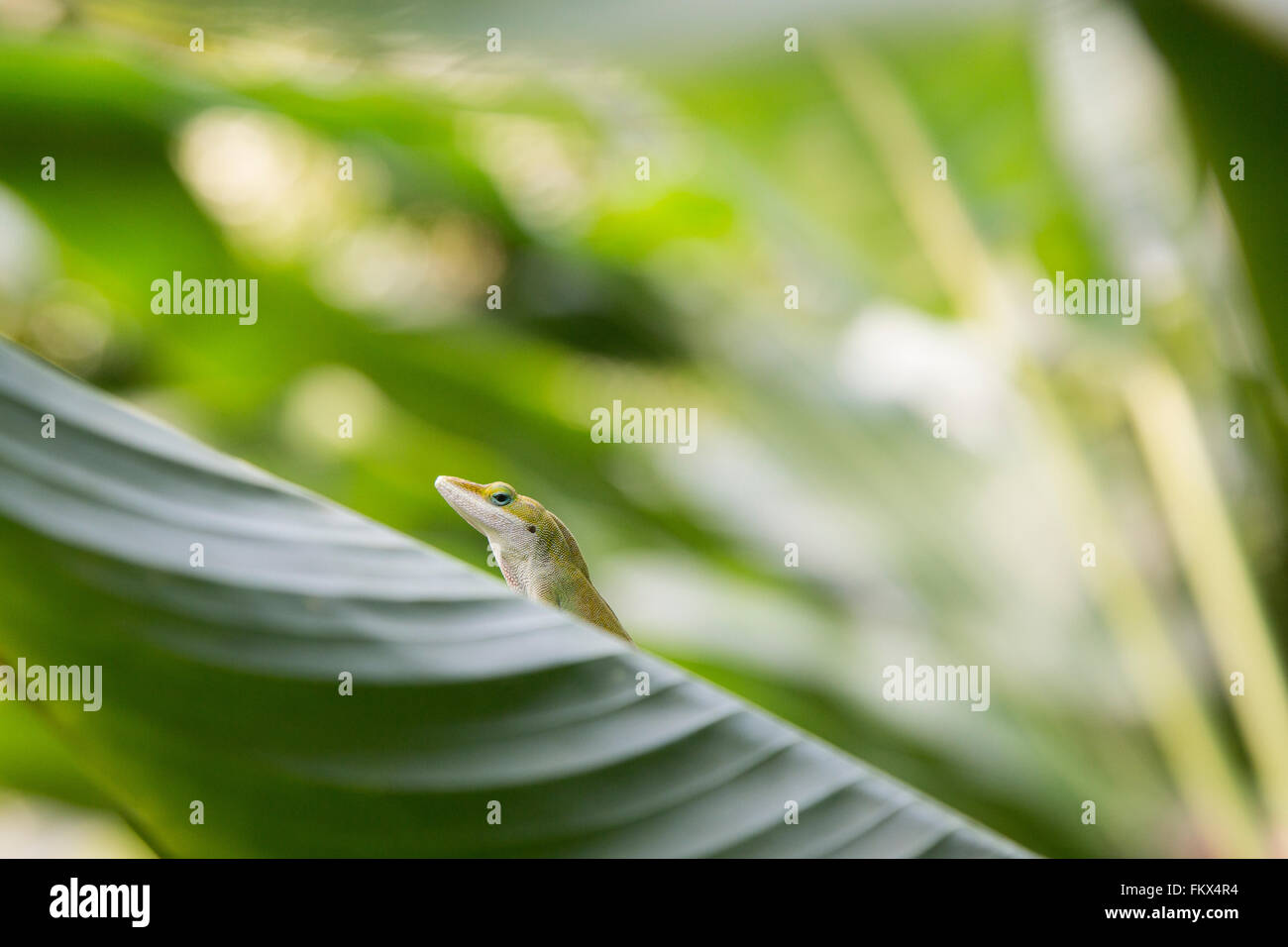 A Green Anole lizard at the Eden Project Stock Photo