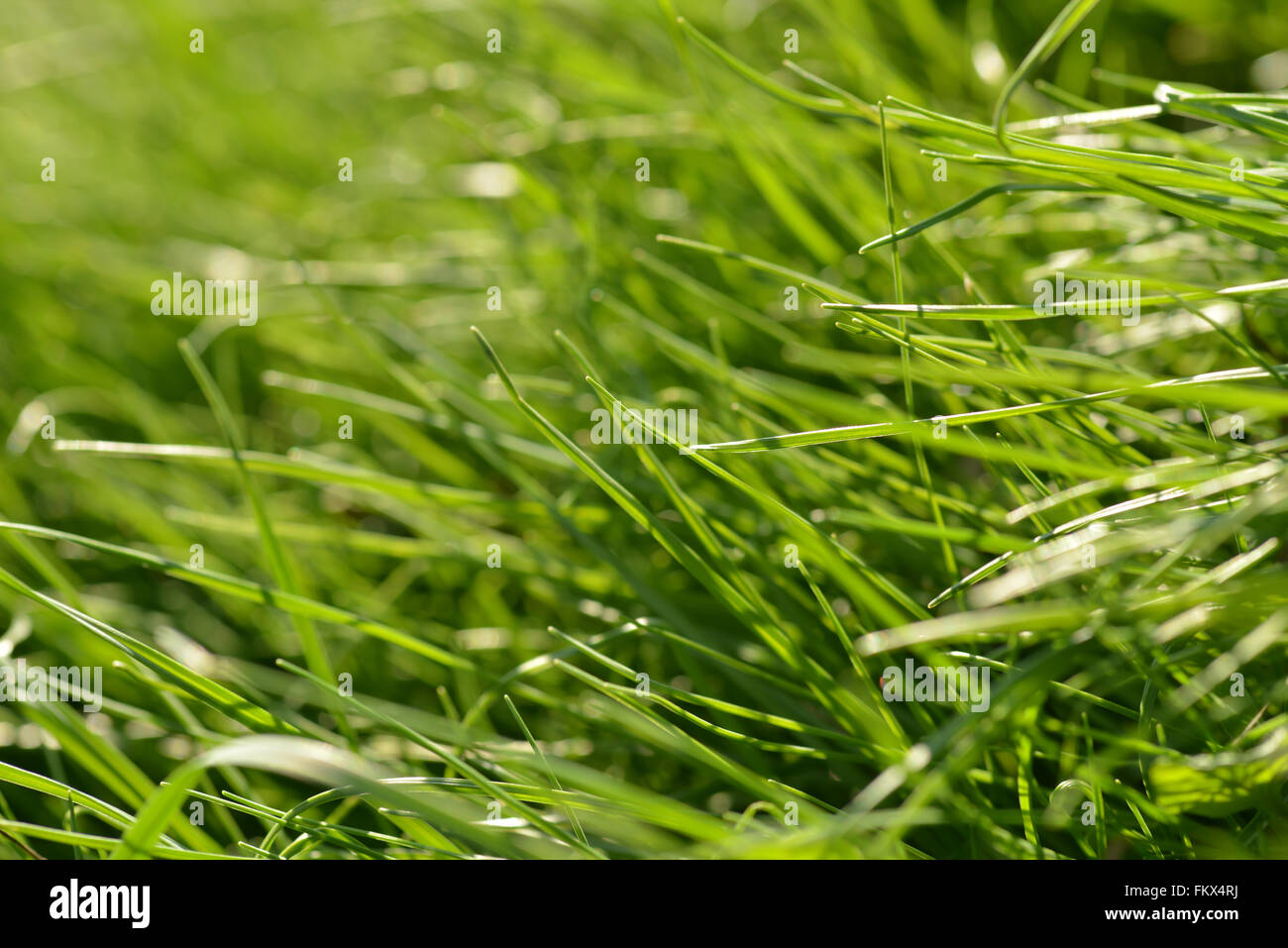 Blades of grass in natural light Stock Photo Alamy