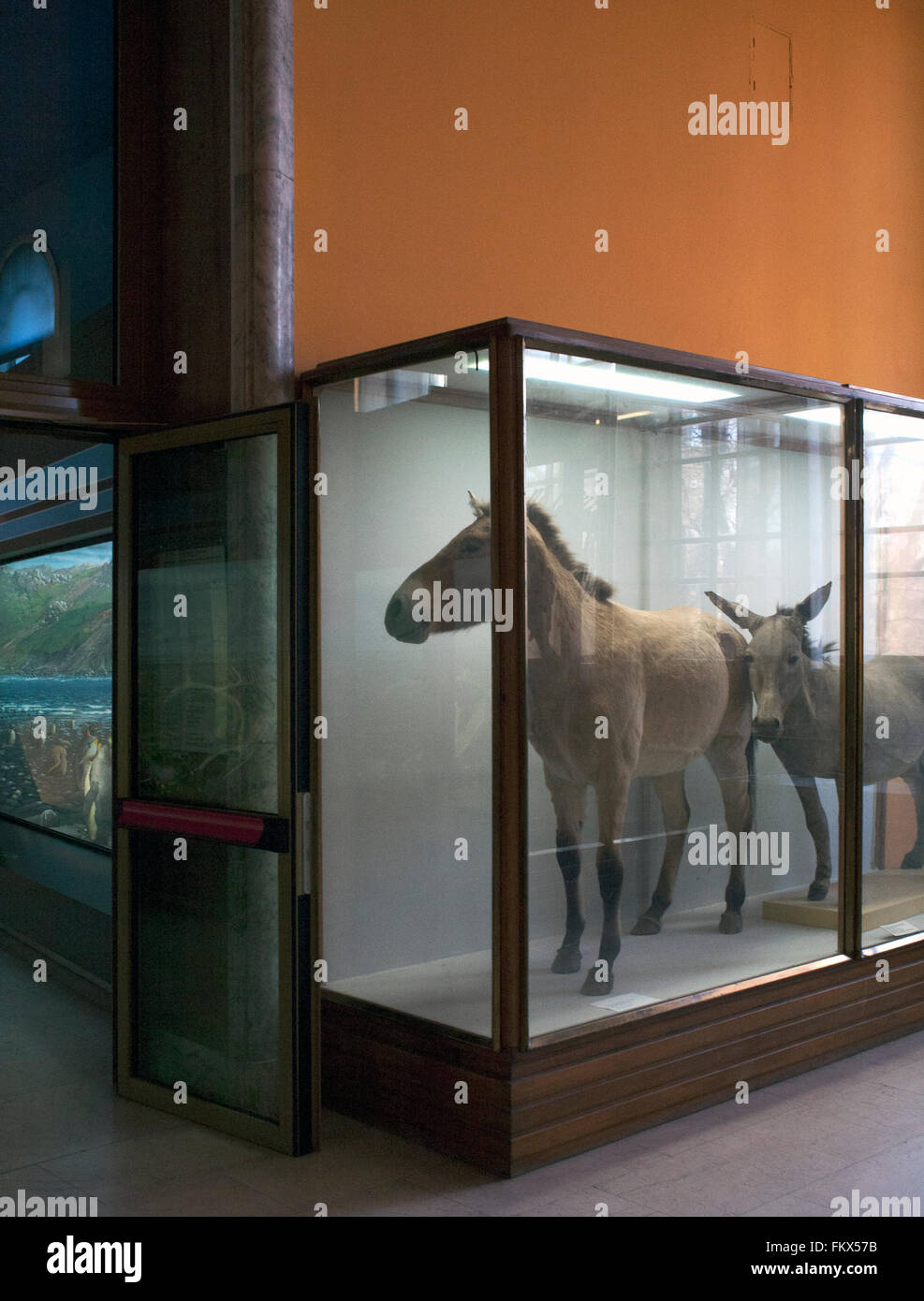 Natural museum history, stuffed animals in glass cases: donkeys or mules Stock Photo