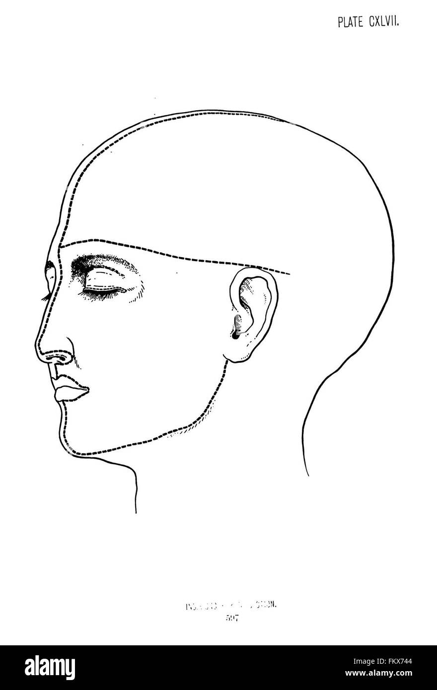 Surgical anatomy of the head and neck by Deaver, John B. (John Blair), 18551931 Stock Photo Alamy