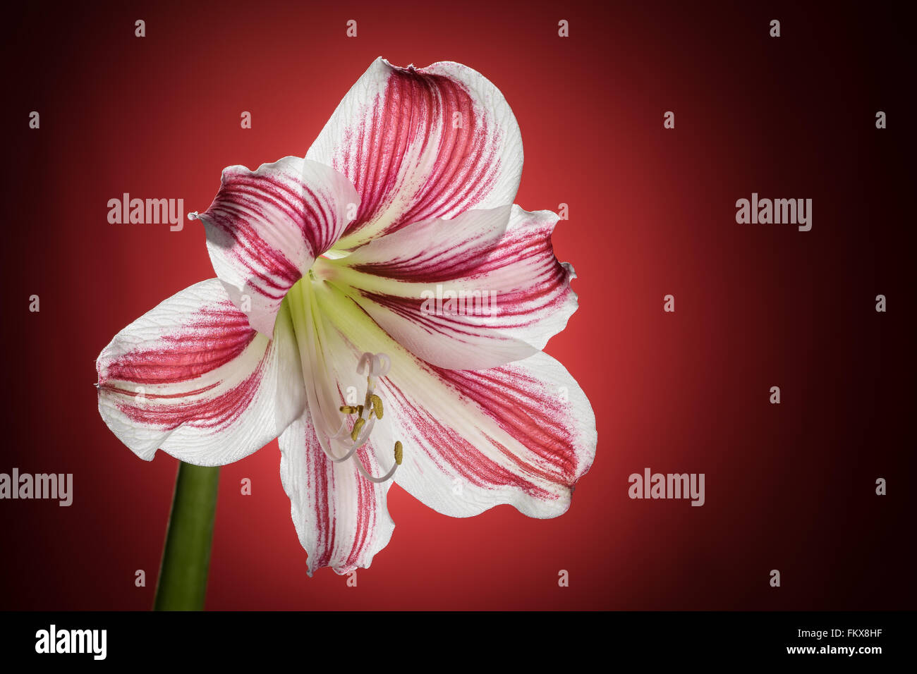 White amaryllis bloom with red stripes. Natural blooming flower blossom. Hippeastrum isolated on the red background. Celebration Stock Photo