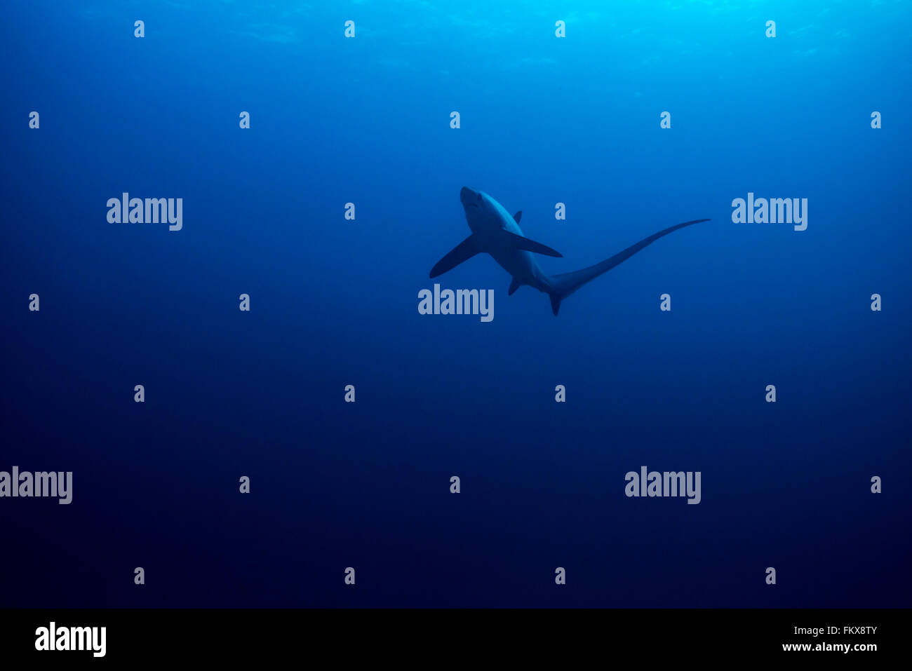 Thresher shark viewed from below with surface detail. Monad Shoal, Philippines. November Stock Photo