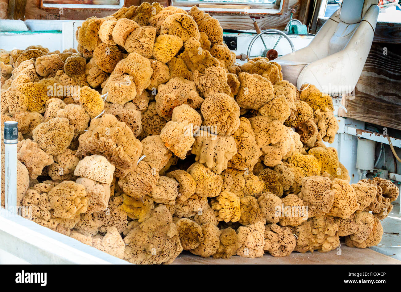 Natural Sponges Drying Stock Photo - Alamy