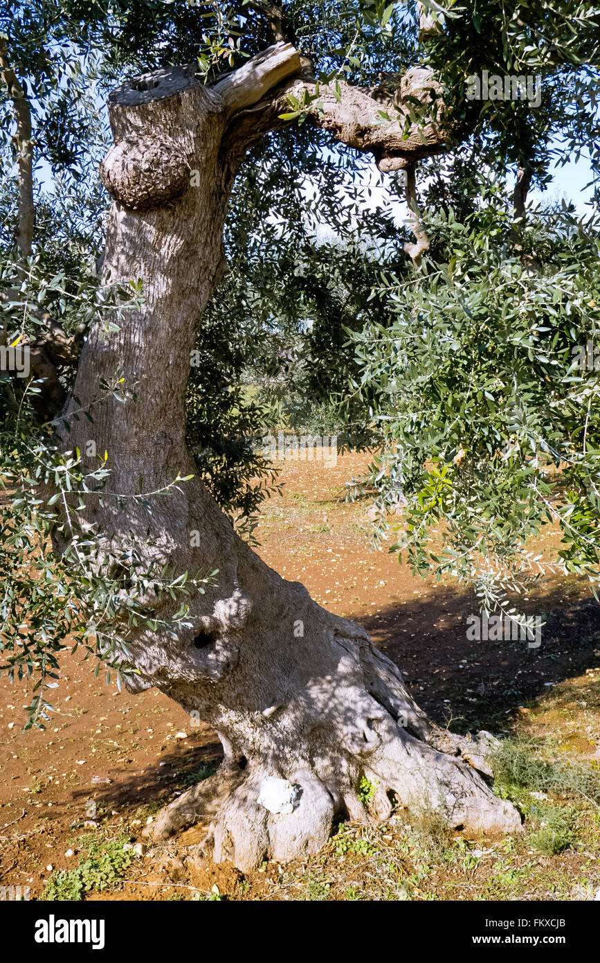 Olive tree in the morning Stock Photo Alamy