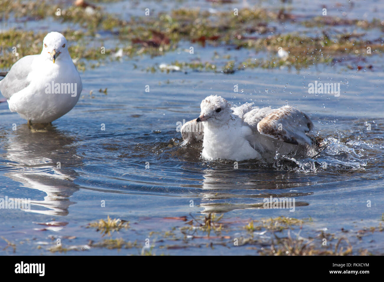 A Sea gull splashes in a puddle. Stock Photo