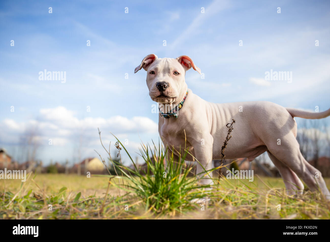 White American Staffordshire terrier puppy standing on grass Stock Photo
