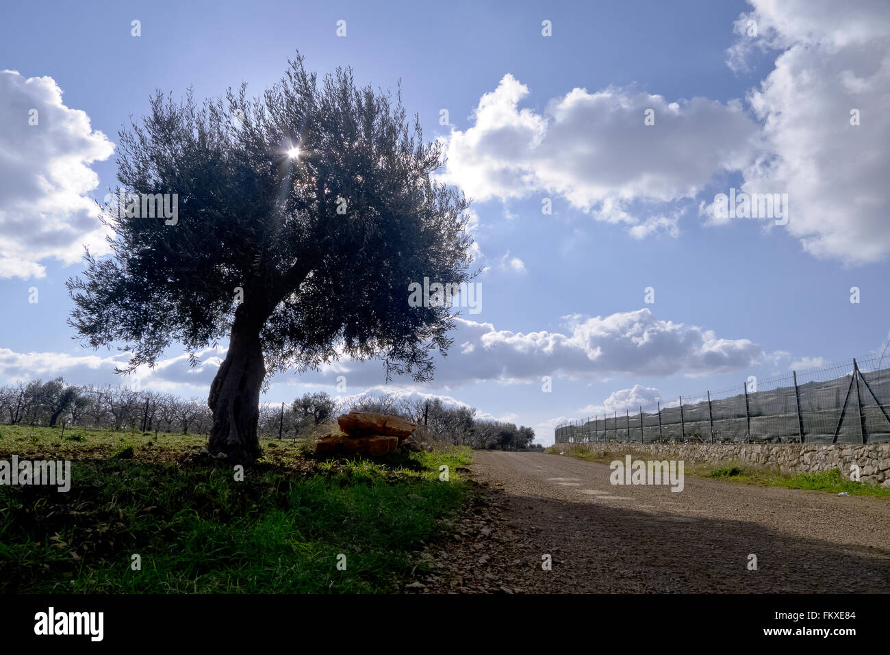 Agricultural landscape of Puglia. Stock Photo