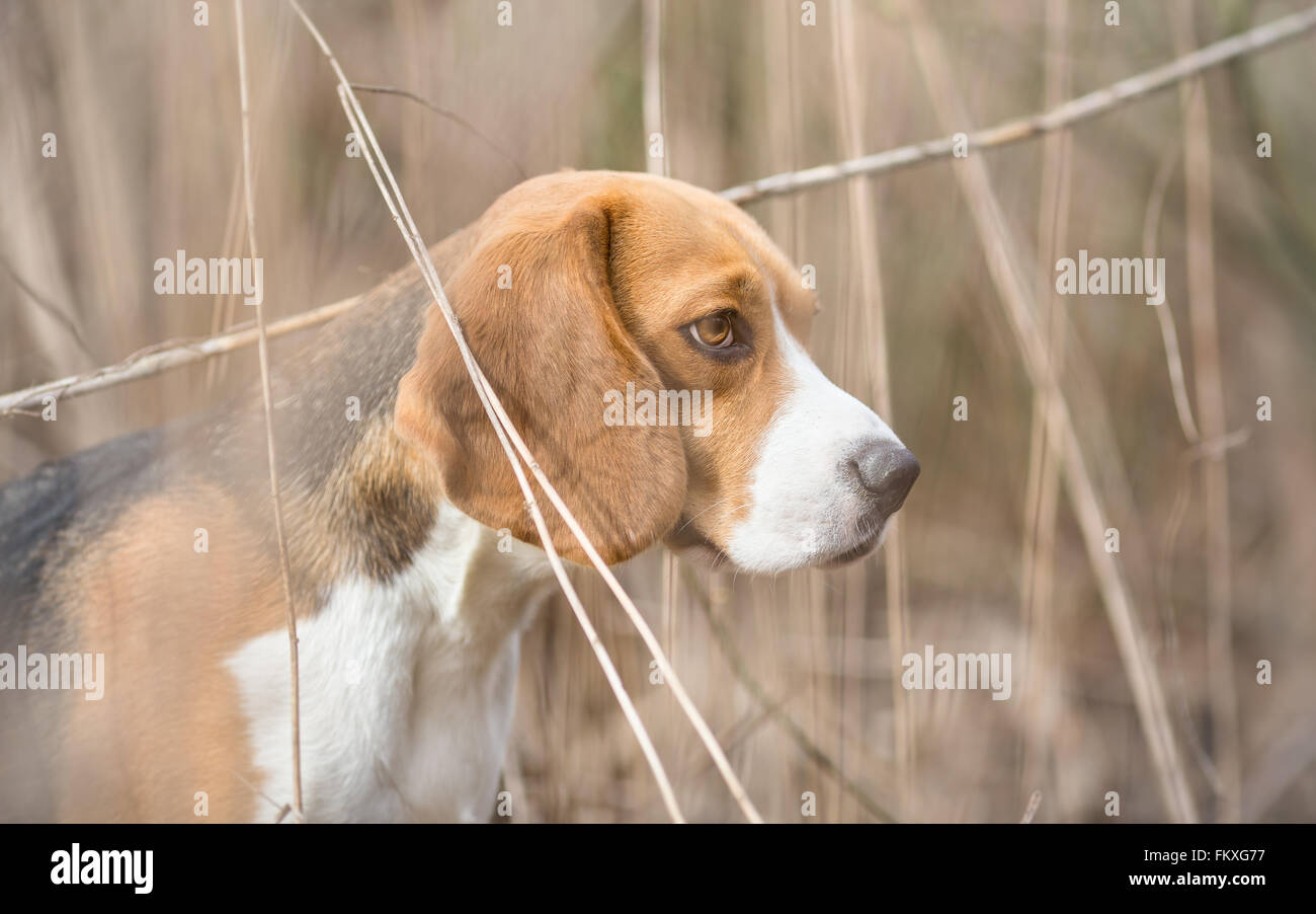 Beagle profile hires stock photography and images Alamy
