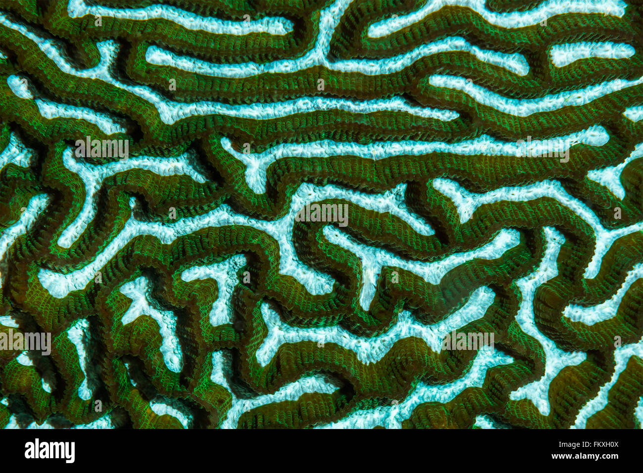 Macro of the surface of fluorescent brain coral {Platygyra lamellina}. Malapascua, Philippines. November Stock Photo