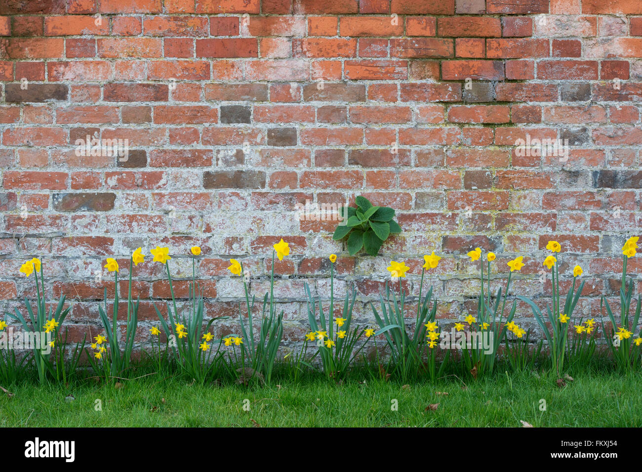 Old brick wall plants growing hi-res stock photography and images - Alamy