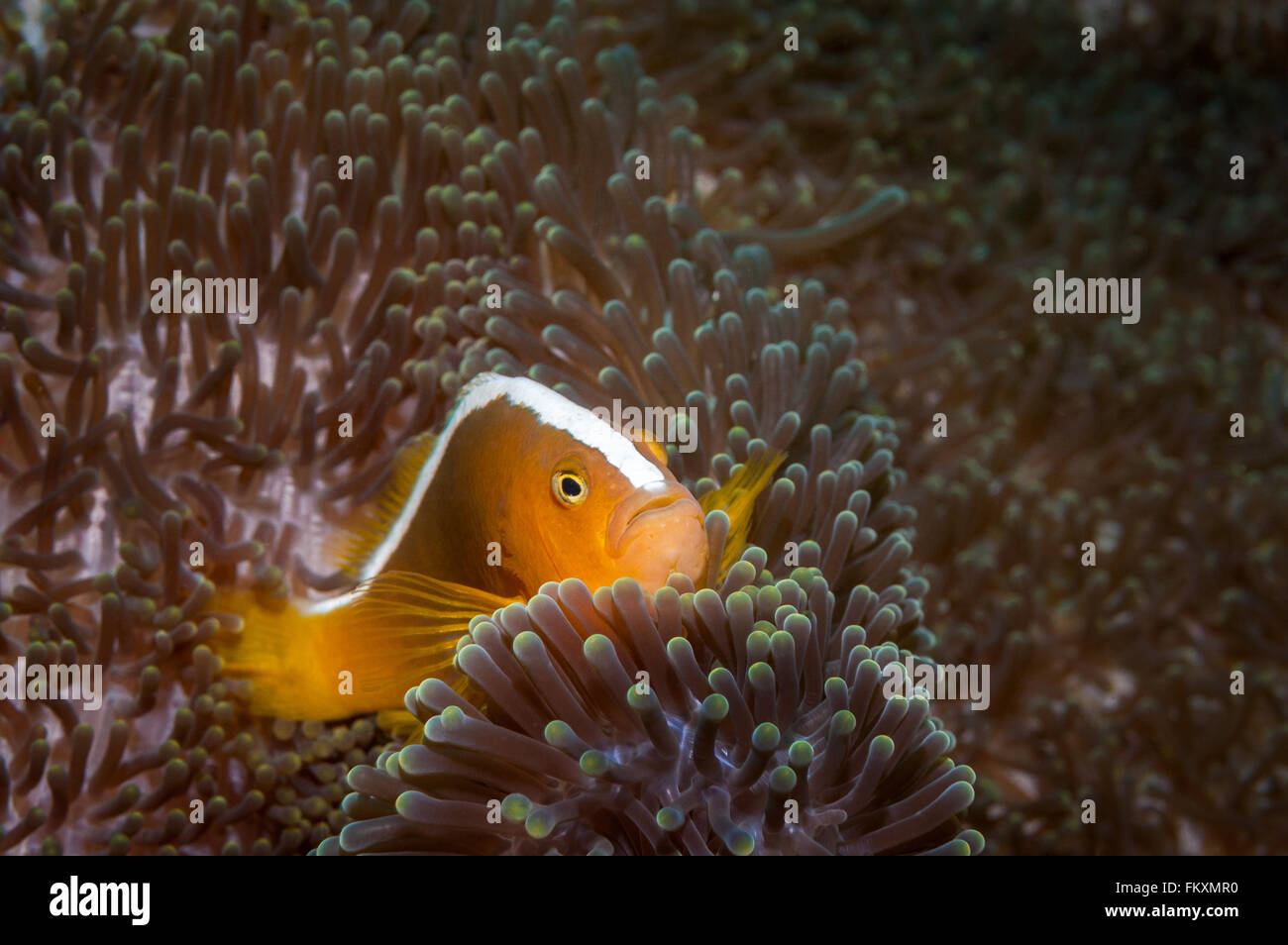 Orange anemonefish {Amphiprion sandaracinos} in a symbiotic relationship with a Merten's carpet sea anemone {Stichodactyla merte Stock Photo