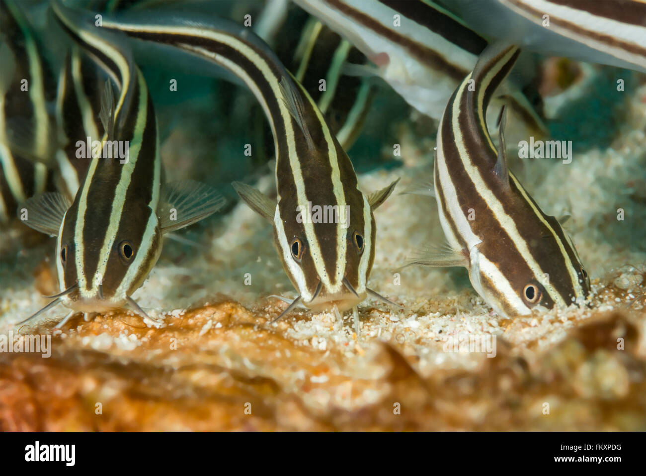 Young striped catfish {Plotosus lineatus} feed on the sandy bottom in large groups. Malapascua, Philippines. November Stock Photo