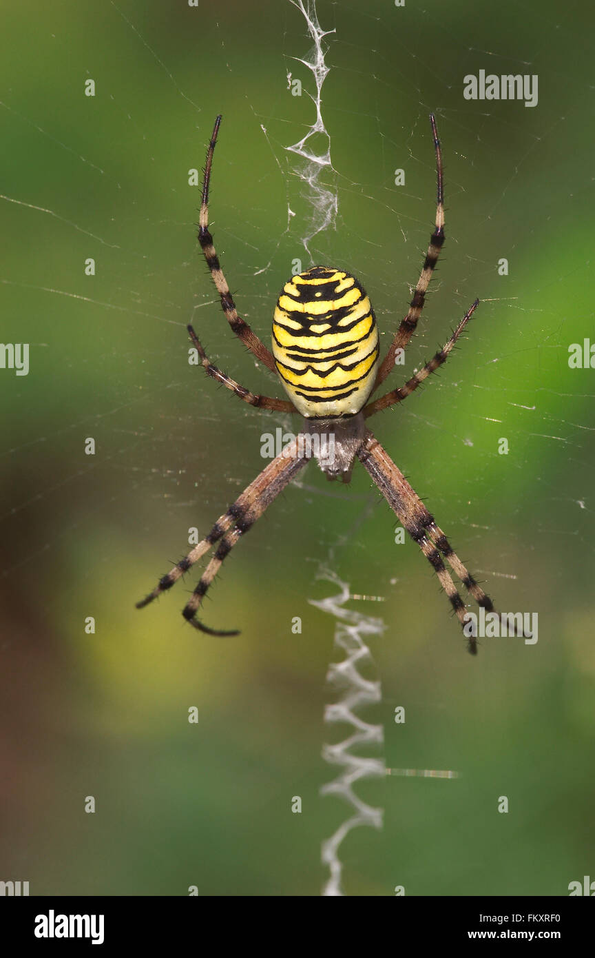 Wasp spider (Argiope bruennichi / Aranea brünnichii) female on spiral orb web showing stabilimentum, zig-zag web decoration Stock Photo