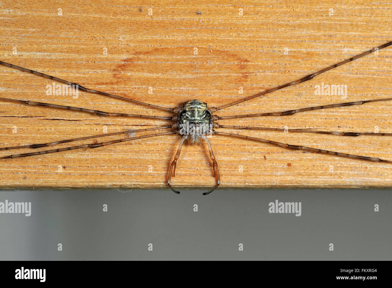 Splay-legged harvestman (Dicranopalpus ramosus / Dicranochirus ramosus) in resting posture, with legs stretched to the sides Stock Photo