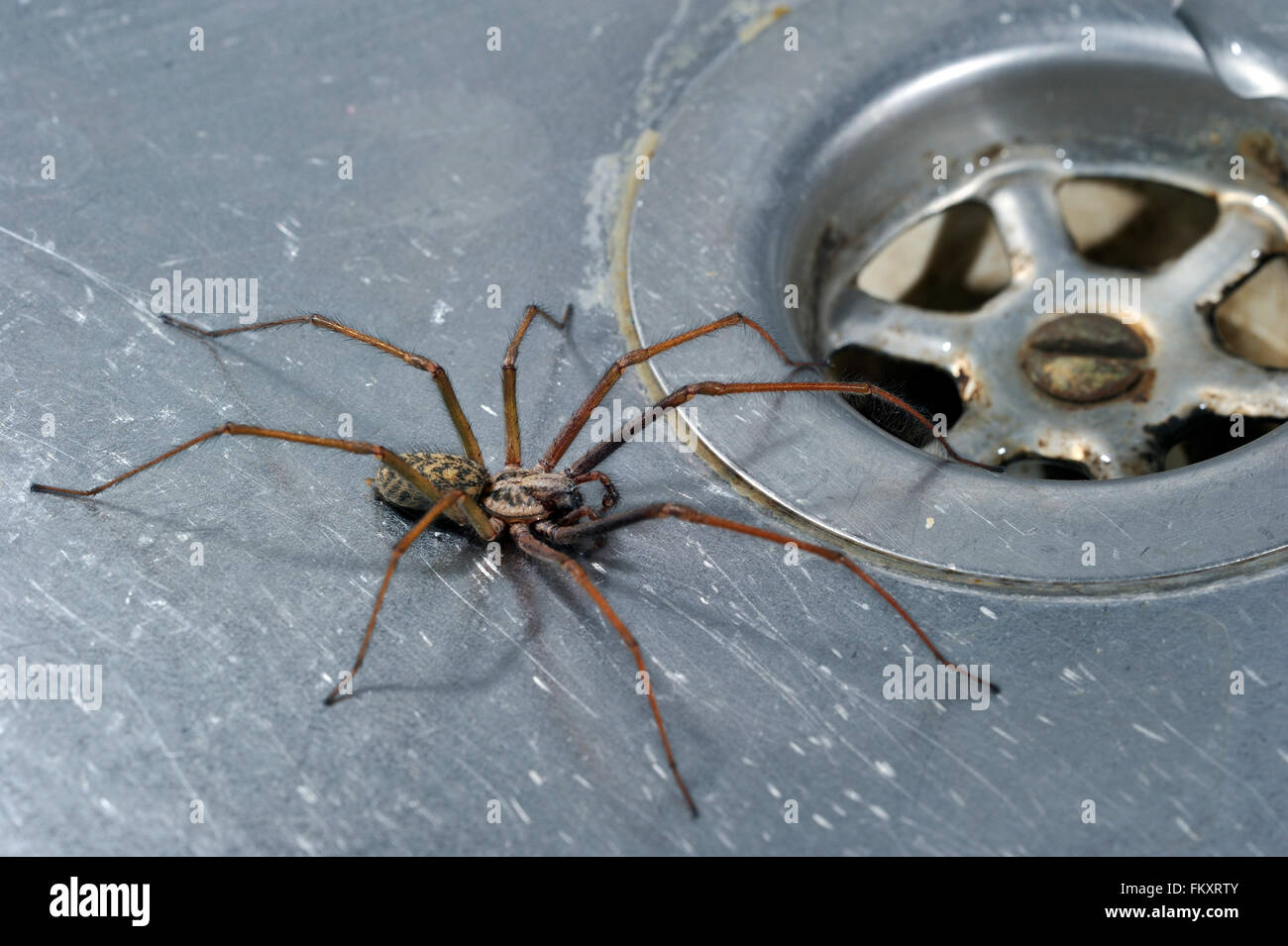European common house spider (Eratigena atrica / Tegenaria atrica / Philoica atrica) trapped in kitchen sink Stock Photo