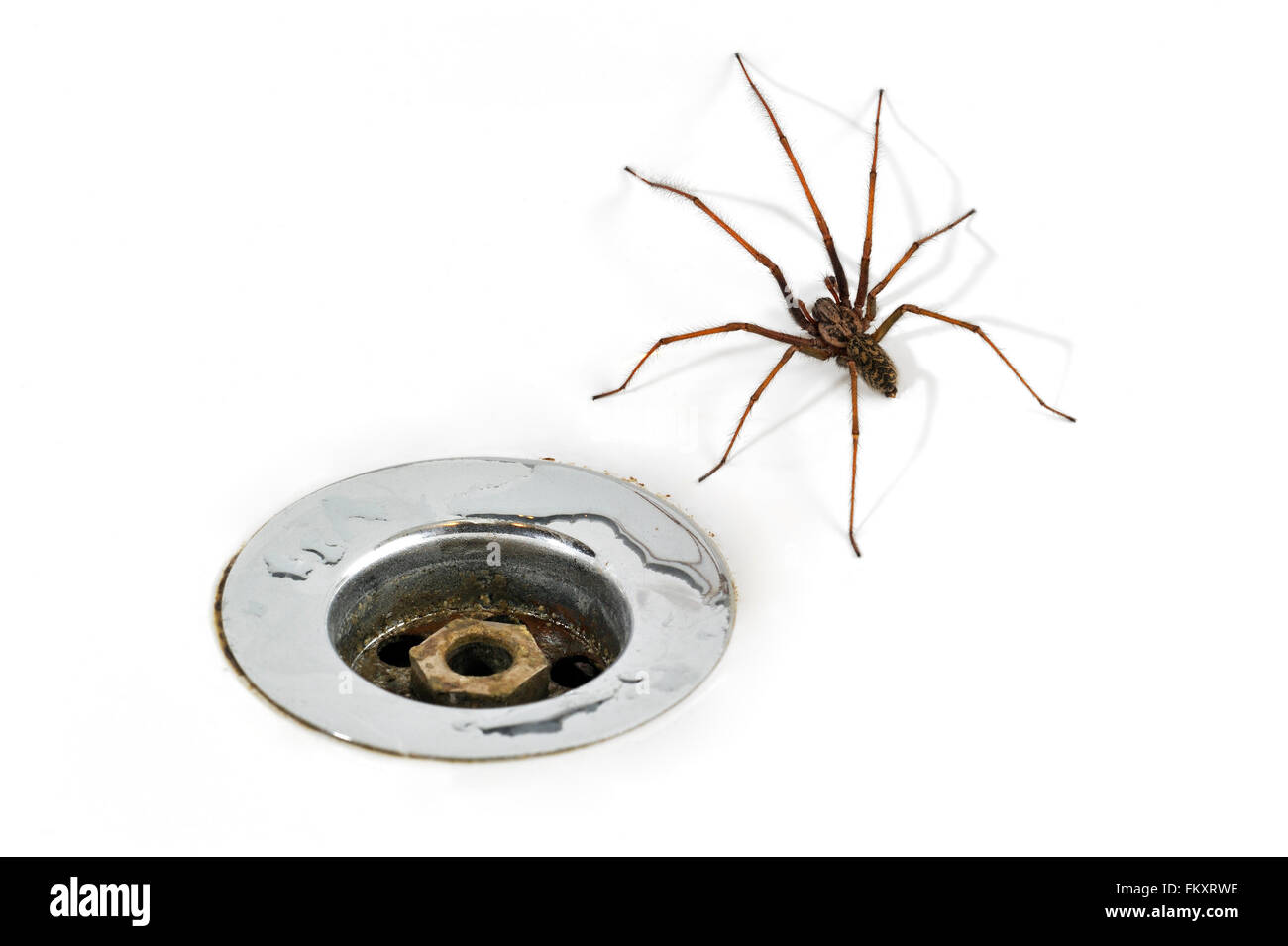 European common house spider (Eratigena atrica / Tegenaria atrica / Philoica atrica) male trapped in washbasin in bathroom Stock Photo