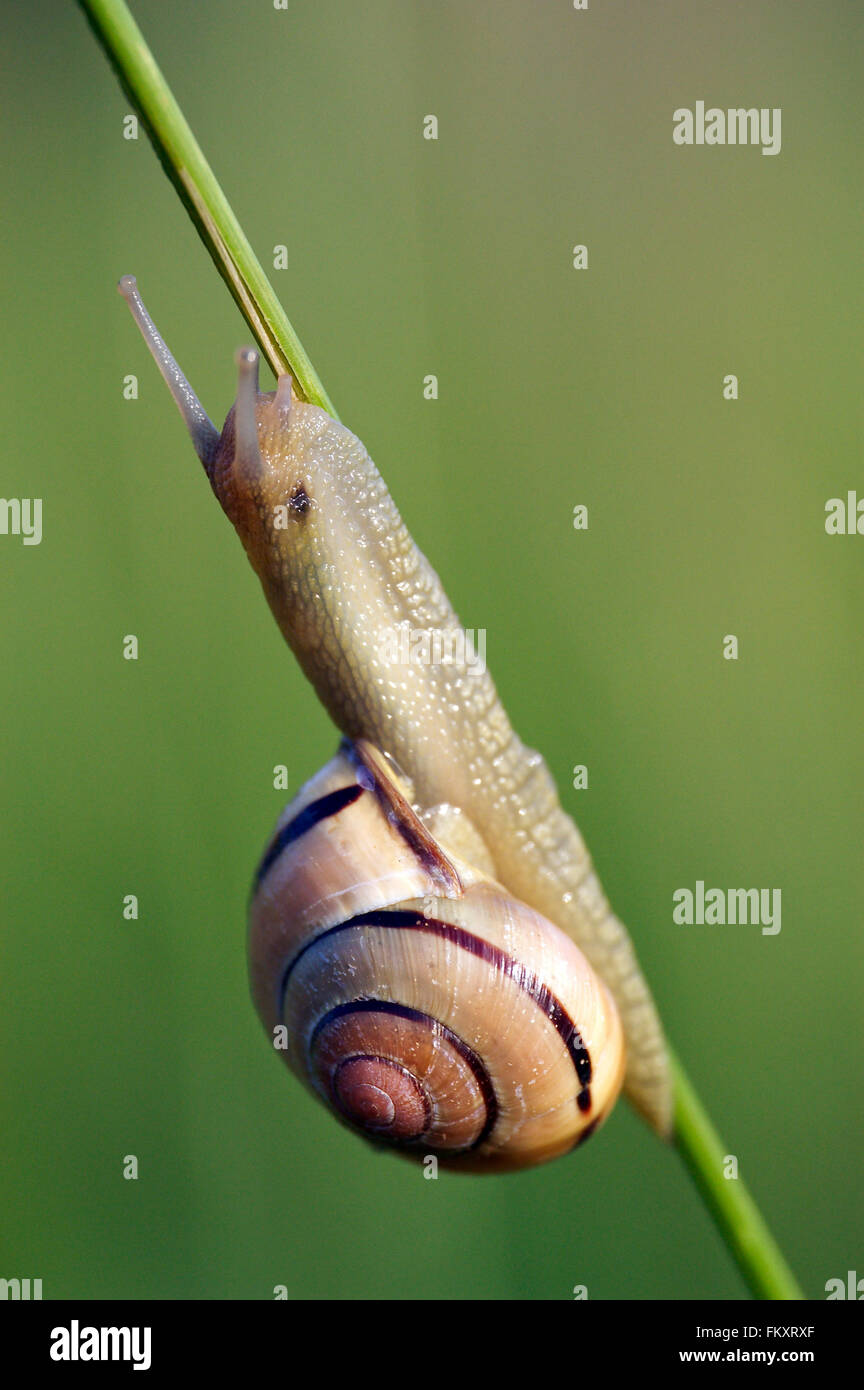 grove snail / brown-lipped snail (Cepaea nemoralis) climbing on stalk in meadow Stock Photo