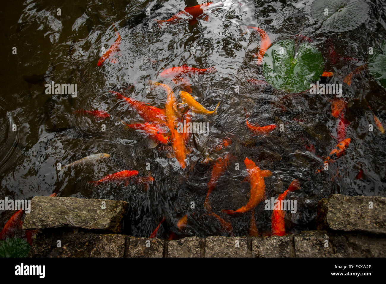 Goldfish pond hi-res stock photography and images - Alamy