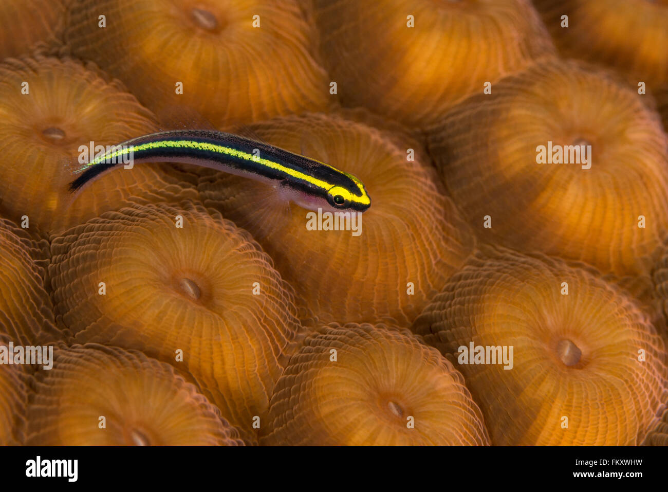 Yellow variety of sharknose goby on star coral. Bahamas, December Stock Photo