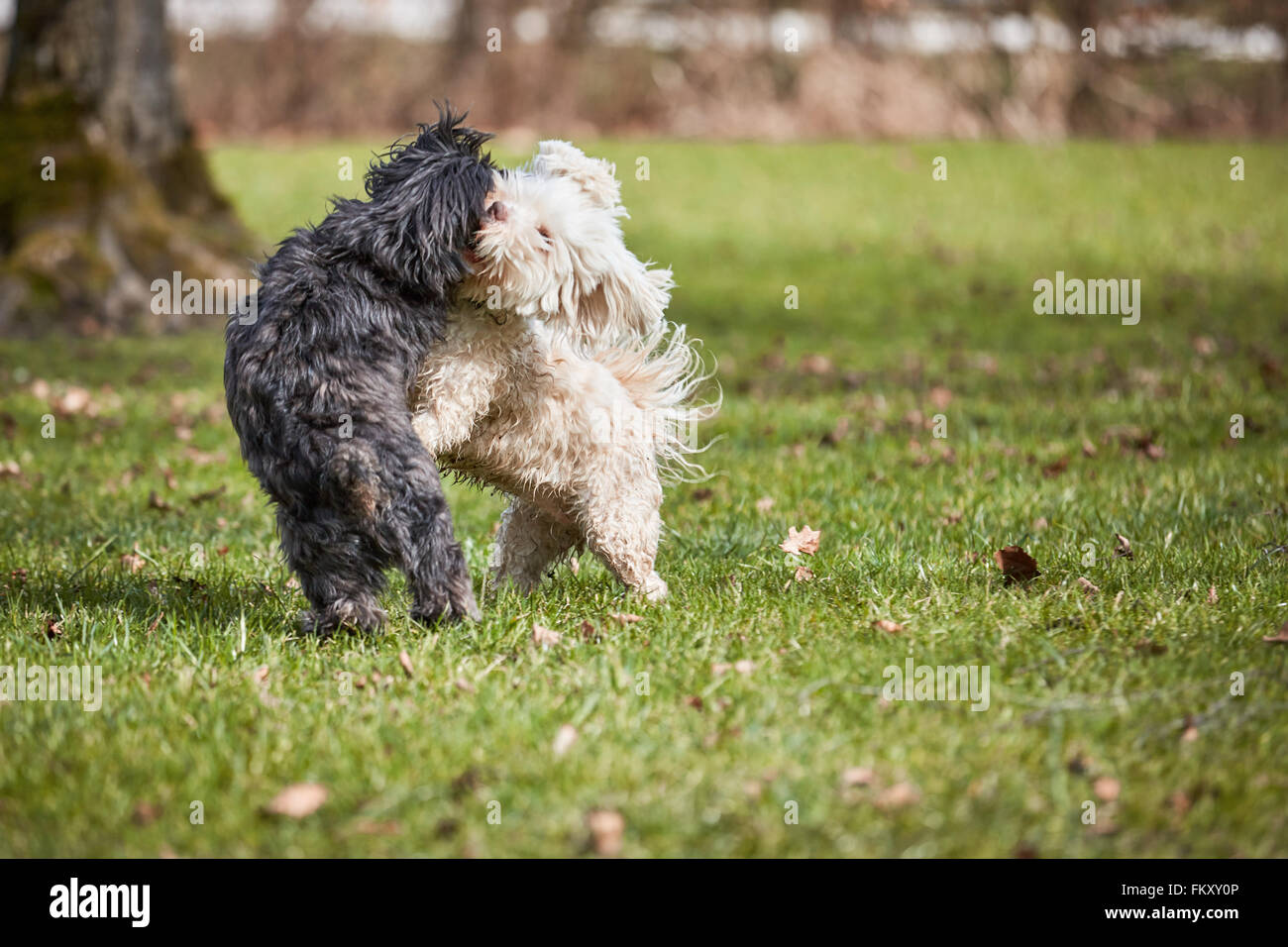 Havanese dog running jumping in hires stock photography and images Alamy