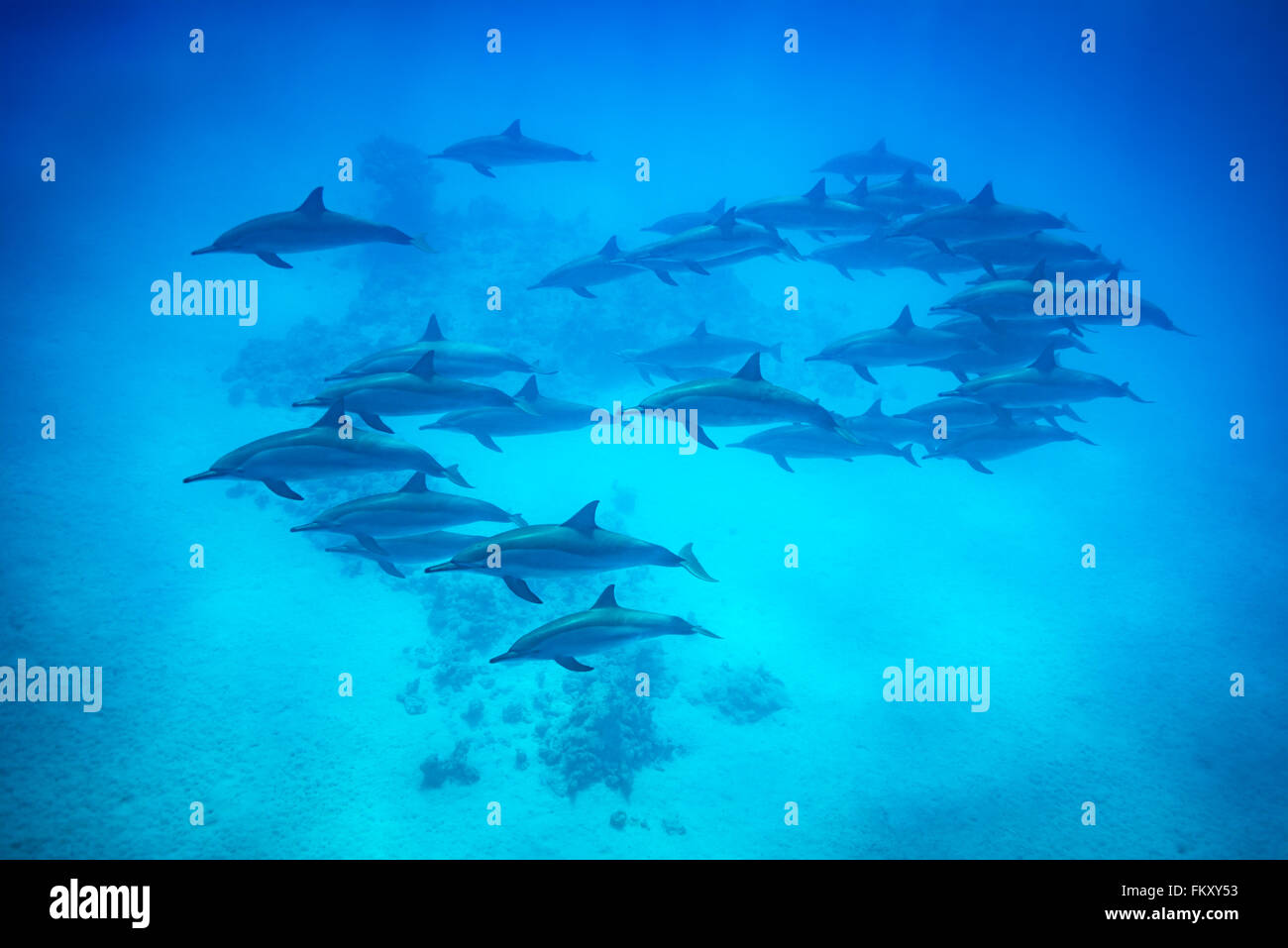 A pod of spinner dolphins  {Stenella longirostris} swims over a sandy reef. Stock Photo