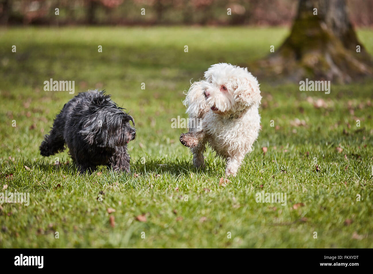 Havanese dogs hi-res stock photography and images - Alamy, image size:1300x956