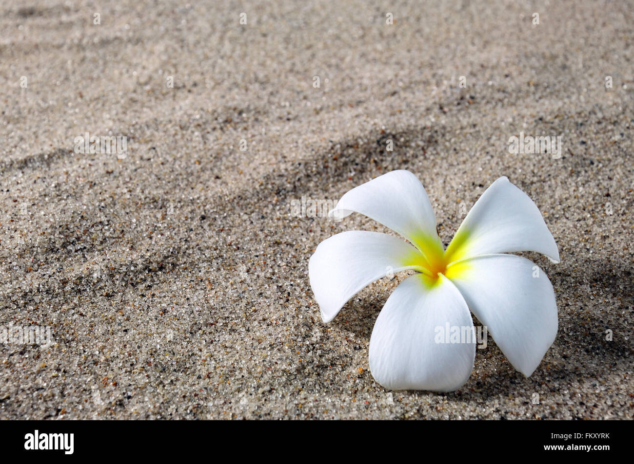 Frangipani flower on a sand beach background beauty concept Stock