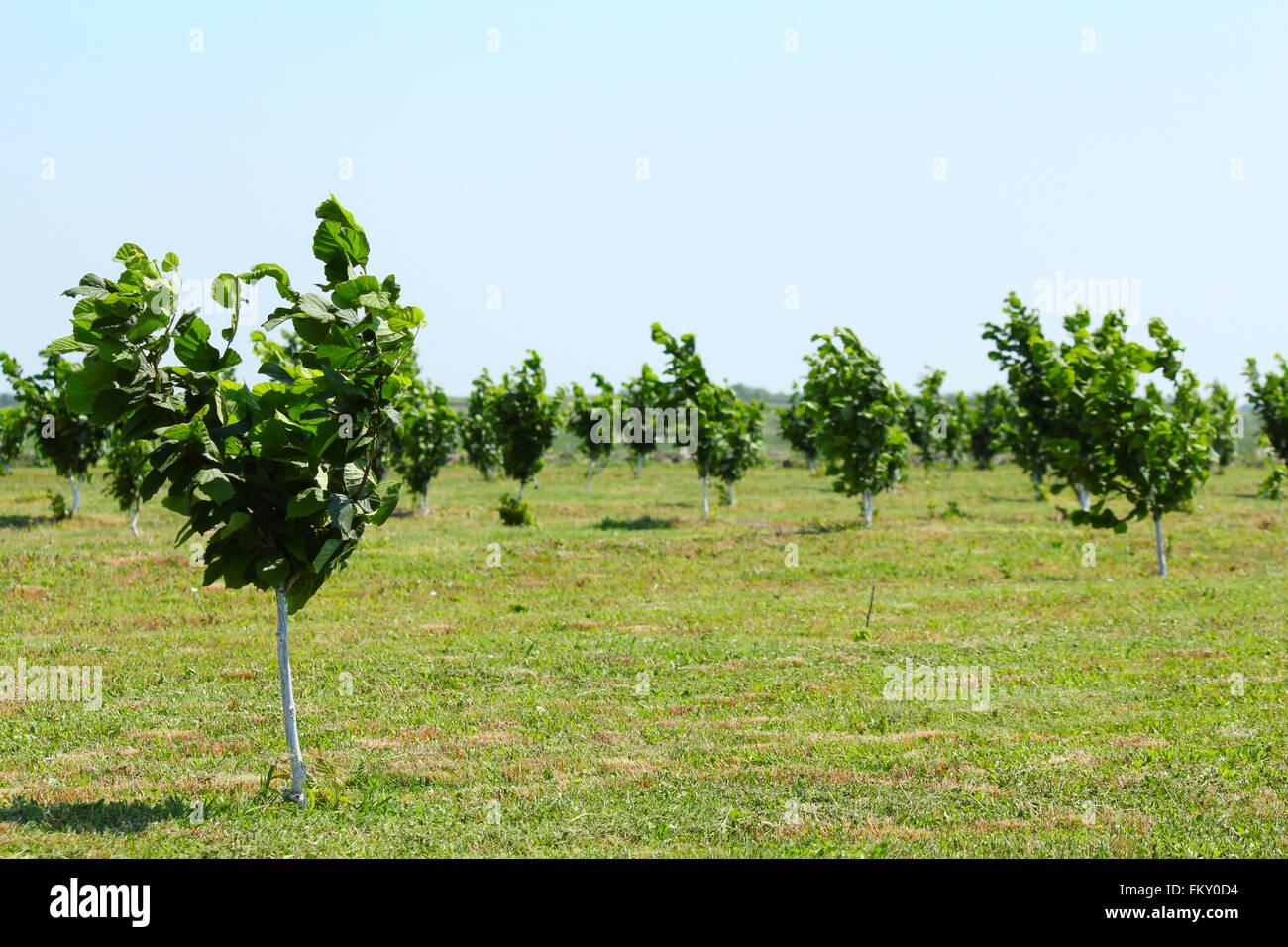 Hazelnut farm hires stock photography and images Alamy