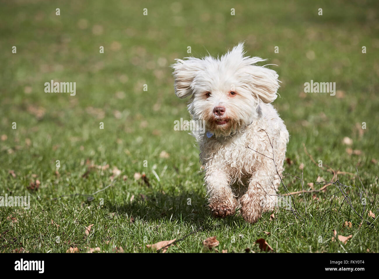 Havanese dog running on the grass in the park in springtime Stock Photo ...