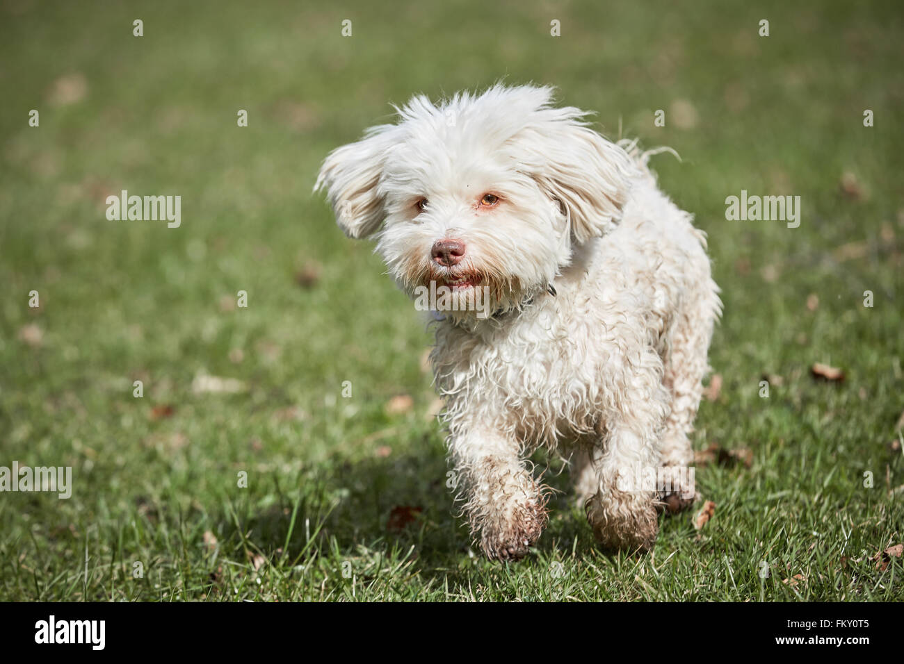 Here’s a little something to make you smile! Have a great day!! | Havana  Rouge Havanese | Facebook, image size:1300x956