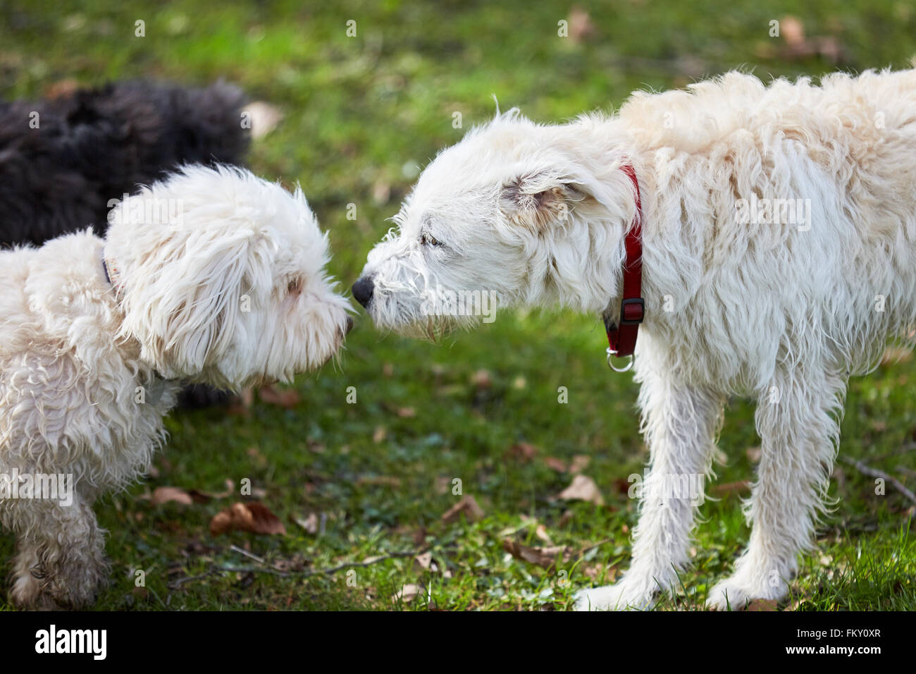 Three dogs sniffing each other in the park in spring Stock Photo Alamy