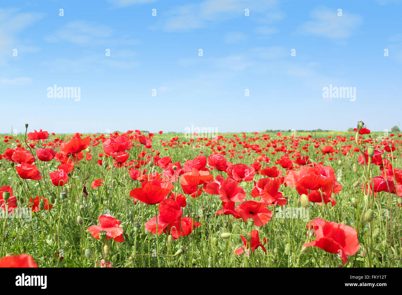 meadow with poppy flowers Stock Photo - Alamy