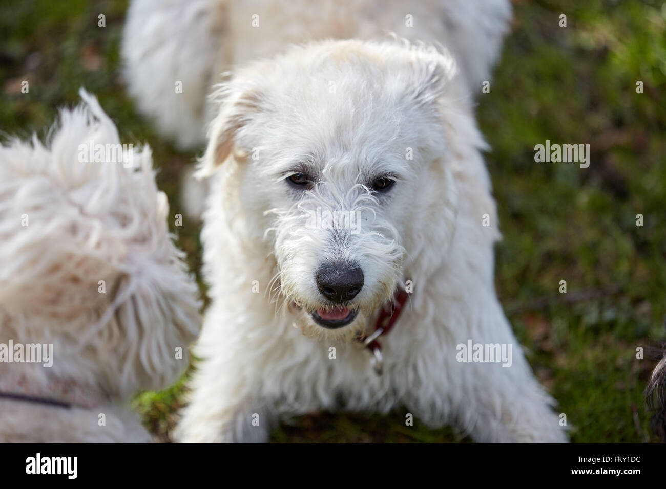 Three dogs sniffing each other in the park in spring Stock Photo Alamy