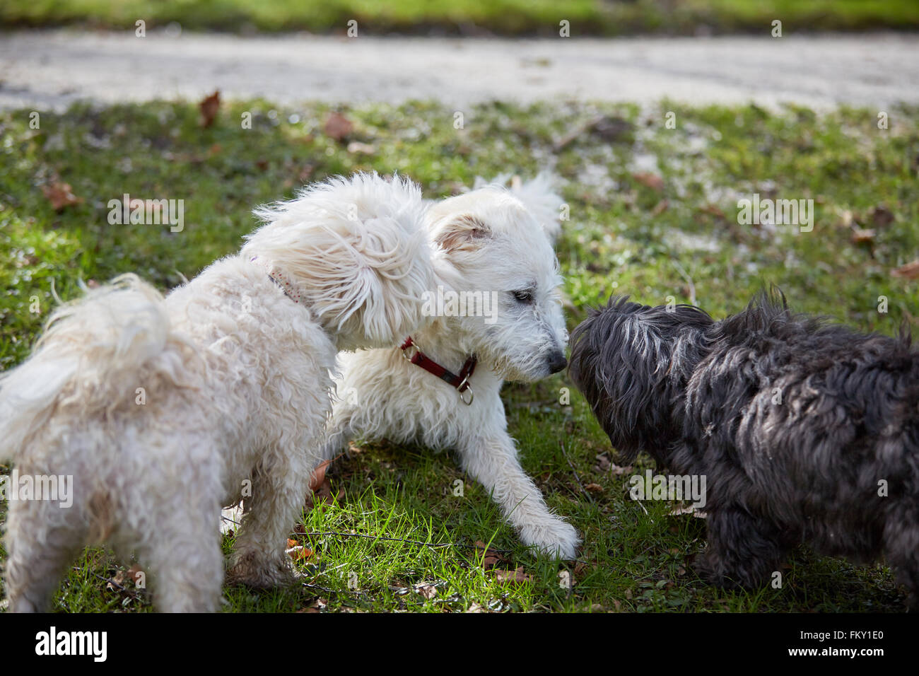 Three dogs sniffing each other in the park in spring Stock Photo Alamy